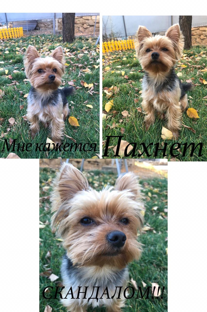 �� ���-�� �����