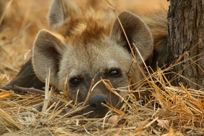 Sometimes you just want to dream... Even a hyena! - Hyena, Spotted Hyena, Wild animals, Dreamer, The photo, From the network