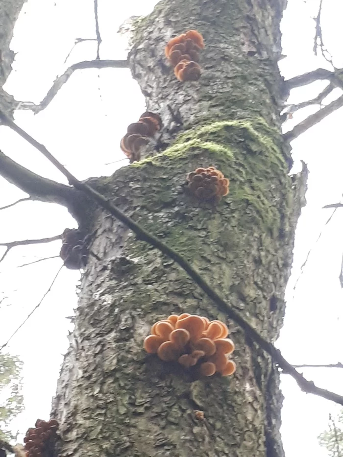 The pear is hanging - you can’t eat it! Winter mushrooms 2 - My, Honey mushrooms, Silent hunt, Mushrooms, Moscow region, Autumn, Longpost