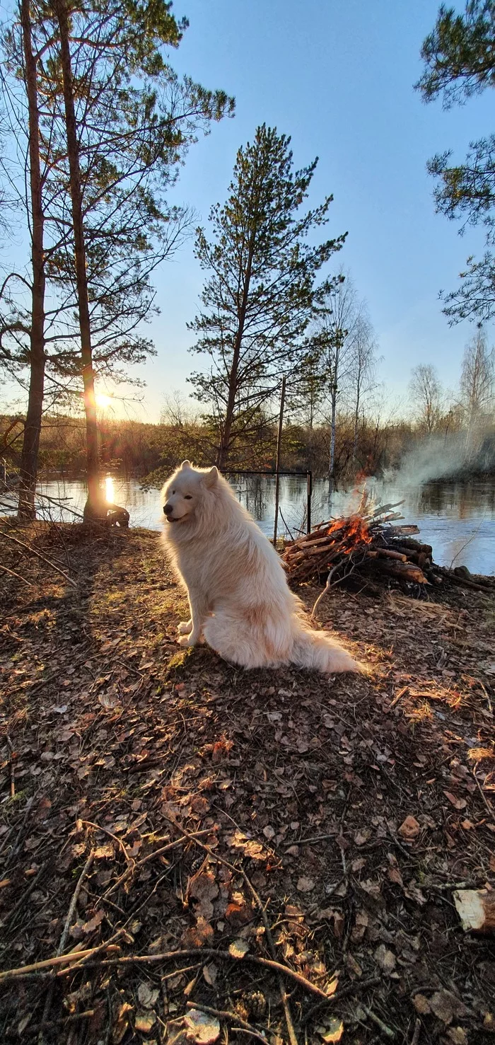 Spring rafting on the Tura river. samoyed husky - My, Dog, Tourism, Ural, Samoyed, The photo, River, River rafting