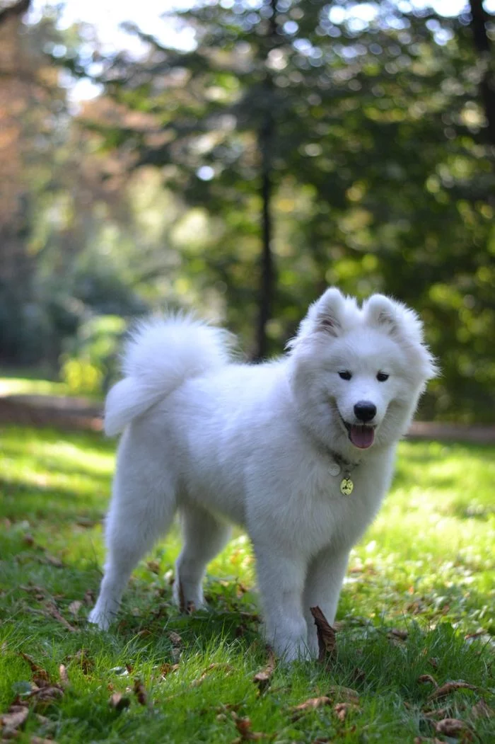 Warm autumn post - My, Dog, Samoyed, Autumn, Longpost