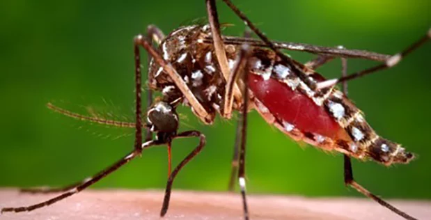 DARPA wants to modify the genome of skin microflora in order to produce substances that repel mosquitoes - Biology, Darpa, GMO, Mosquitoes