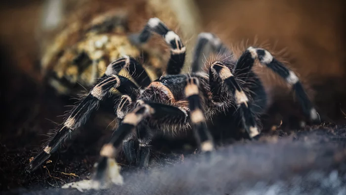 Spider legs - My, Insects, Macro, Macro photography, Spider, Details, The photo, Longpost