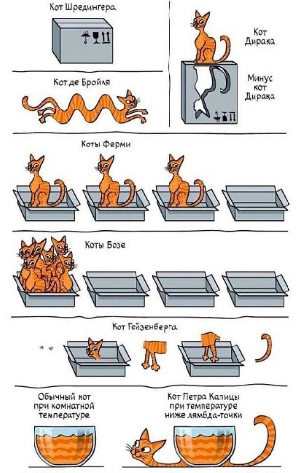 PhysiCats - Humor, The quantum physics, cat, Bose-Einstein condensate, Shroedinger `s cat, Cats are liquid