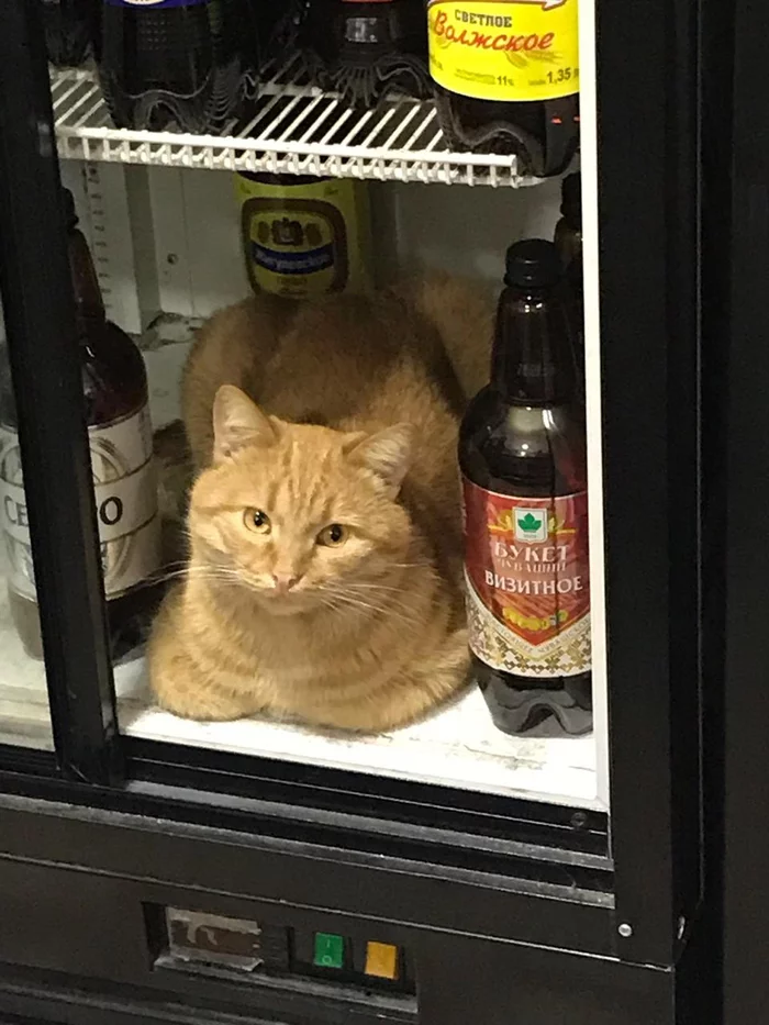 Post #7819203 - My, cat, Beer