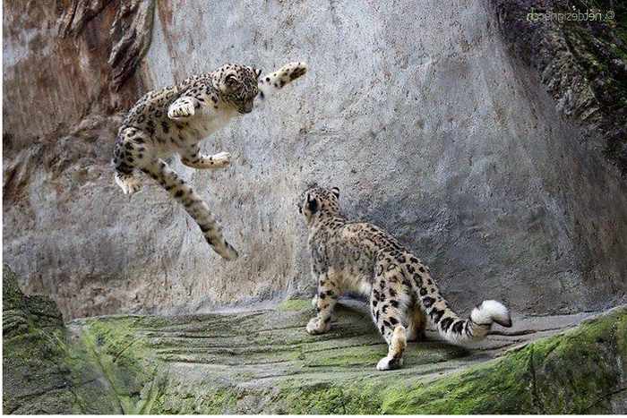 Так все-таки зачем снежный барс жует свой хвост? Снежный барс, Животные, Фотография, Видео, Длиннопост, Большие кошки, Хвост, Кот Так все-таки зачем снежный барс жует свой хвост? Снежный барс, Животные, Фотография, Видео, Длиннопост, Большие кошки, Хвост, Кот