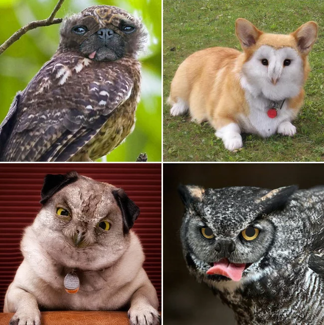 Dog-owls - Dog, Animals, Strange humor