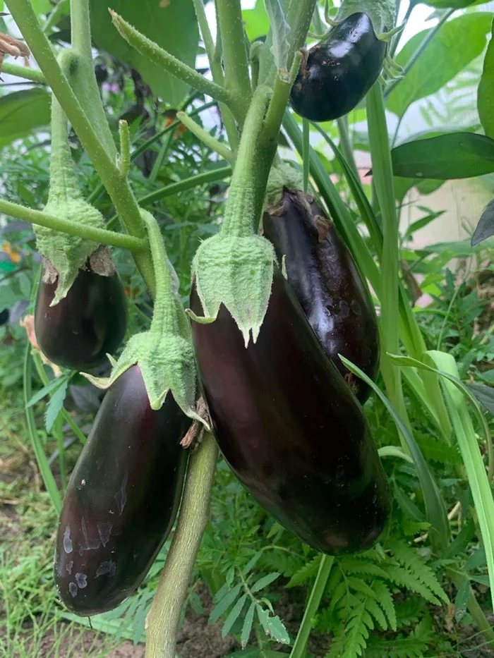 We continue to sum up the results for different crops of the 2020 season - My, Eggplant, Vegetables, Gardening, Dacha