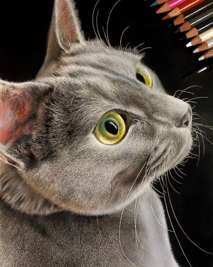 Drawn cats - cat, Drawing, Colour pencils, Artist, Talent, Longpost