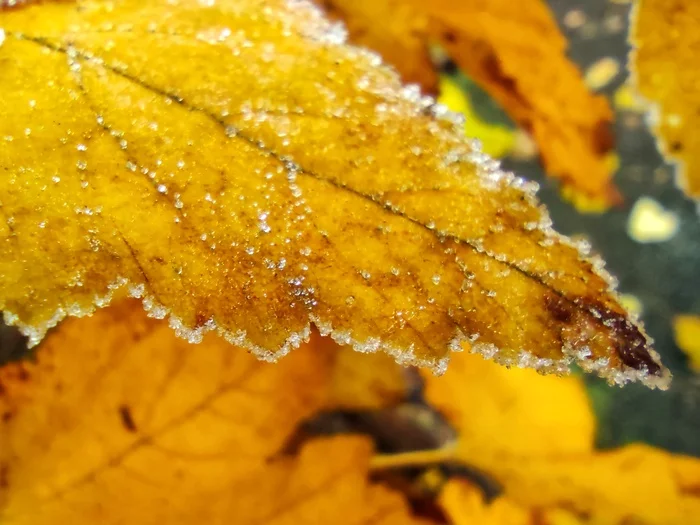 The winter is coming - My, Nature, Leaves, Autumn, beauty, The photo, Morning, freezing, Forest