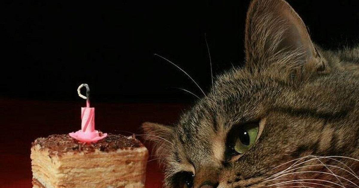 День рождения кота песня. Кот именинник. С днём рождения с котиками. Тортик для котика. Кот с тортиком.