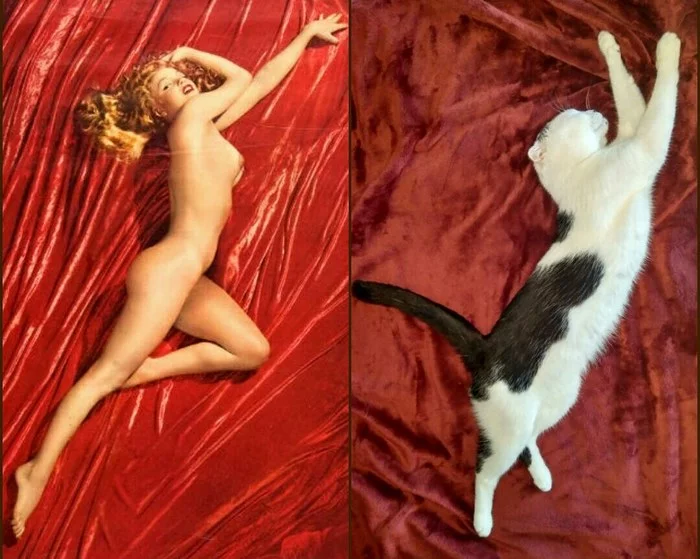 Pin-up - My, Pin up, cat, Marilyn Monroe