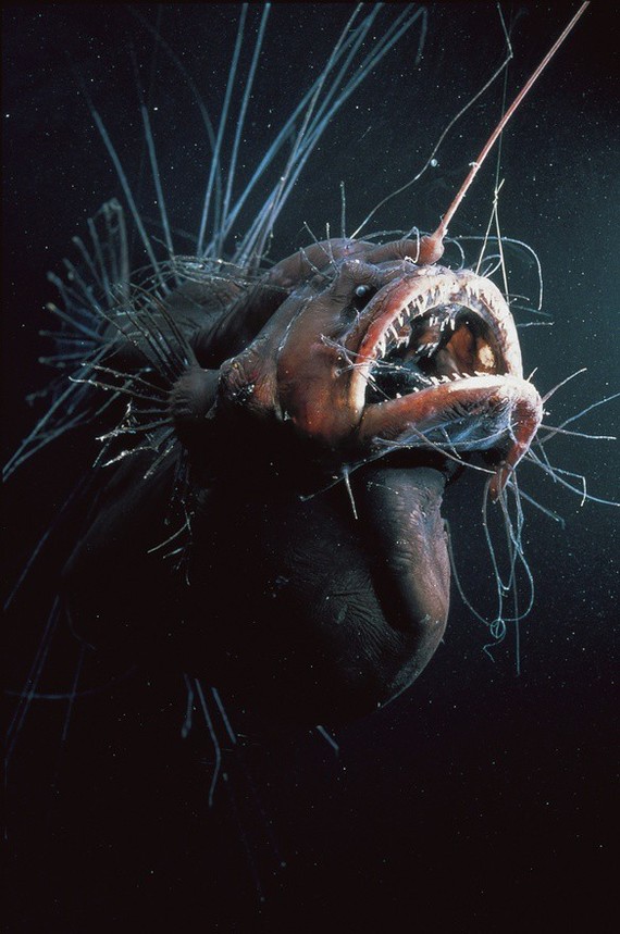 Several creepy inhabitants of the deep sea. Part 1 - Ocean, Sea, Inhabitants, The photo, Longpost, Animals