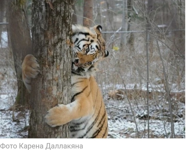 The Amur tiger rescued by a Chelyabinsk doctor recognized him six years later - Amur tiger, Vet, Real life story, Animals, Tiger, Big cats, Video