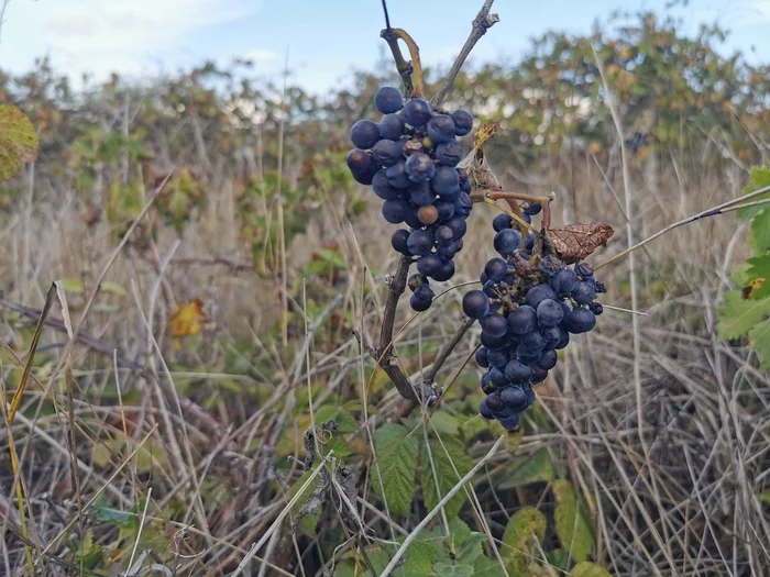 Homemade wine with your own hands - My, Alcohol, Wine, Grape, Home wine, Longpost