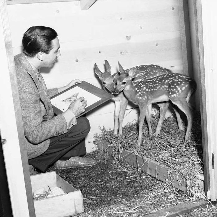 Уолт Дисней зарисовывает оленят, которые служат моделями для анимации «Бэмби»