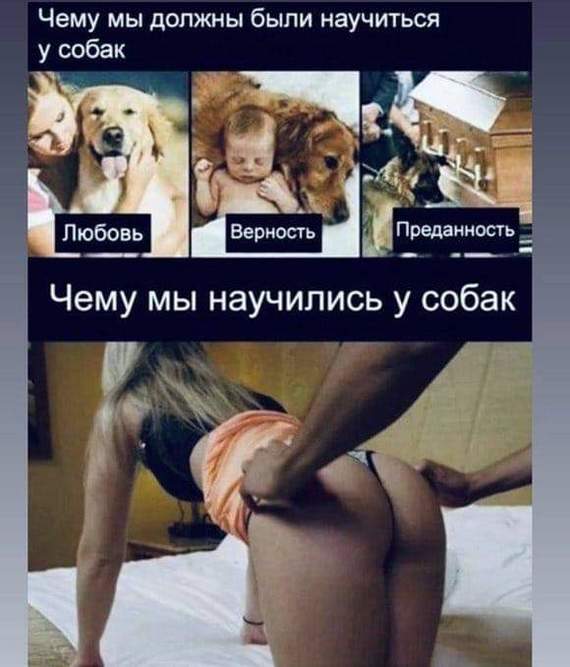 О главном :) - NSFW, Собака, Юмор