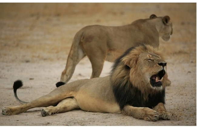 The Lion King Cecil took revenge on his killer. A creepy story worthy of a film adaptation... - Cecil, Zimbabwe, a lion, The lion king, Murder, Hunter, Hunting, National park, Longpost, Negative