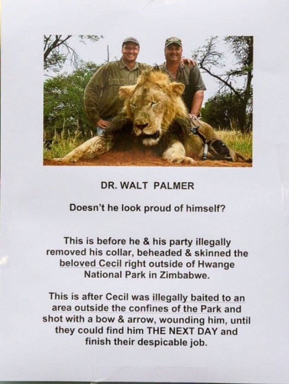 The Lion King Cecil took revenge on his killer. A creepy story worthy of a film adaptation... - Cecil, Zimbabwe, a lion, The lion king, Murder, Hunter, Hunting, National park, Longpost, Negative