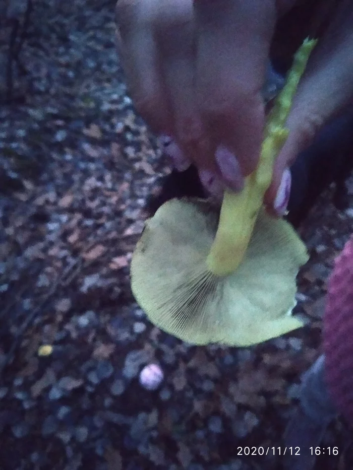 Mushroom pickers, help - My, Esculent, Mushrooms, Longpost