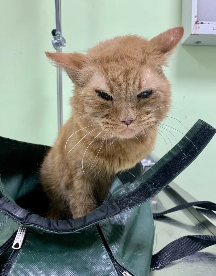 Reply to the post “We decided to help a gentle ginger cat with an abscess. And they sailed. The cat turned out to be diabetic - My, cat, Diabetes, Redheads, Homeless animals, Pets, Pet, Animals, Treatment, Reply to post, Longpost, Negative