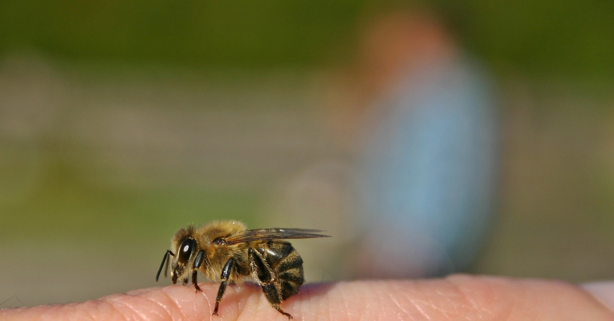 Пчела оставляет жало. Шершень укус последствия.