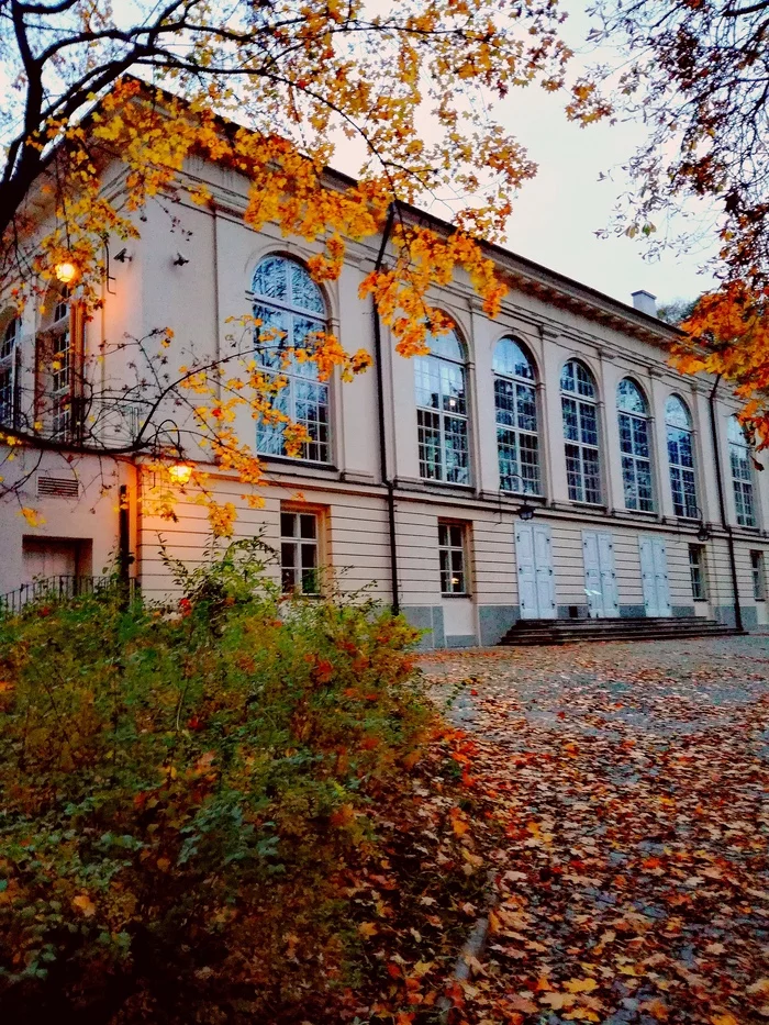 A little golden autumn in your feed - My, Warsaw, Poland, Autumn, October, November, Autumn leaves, Blur, Heat, The photo, Mobile photography, Beginning photographer, Novice author, Try, Canon, Nikon, Photographer, Royal, City walk, Longpost