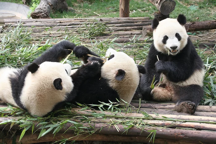 When it comes to food, it's every man for himself! - The Bears, Panda, Teddy bears, China, Chengdu, Bamboo, fuss, The national geographic, Video, Longpost, Milota