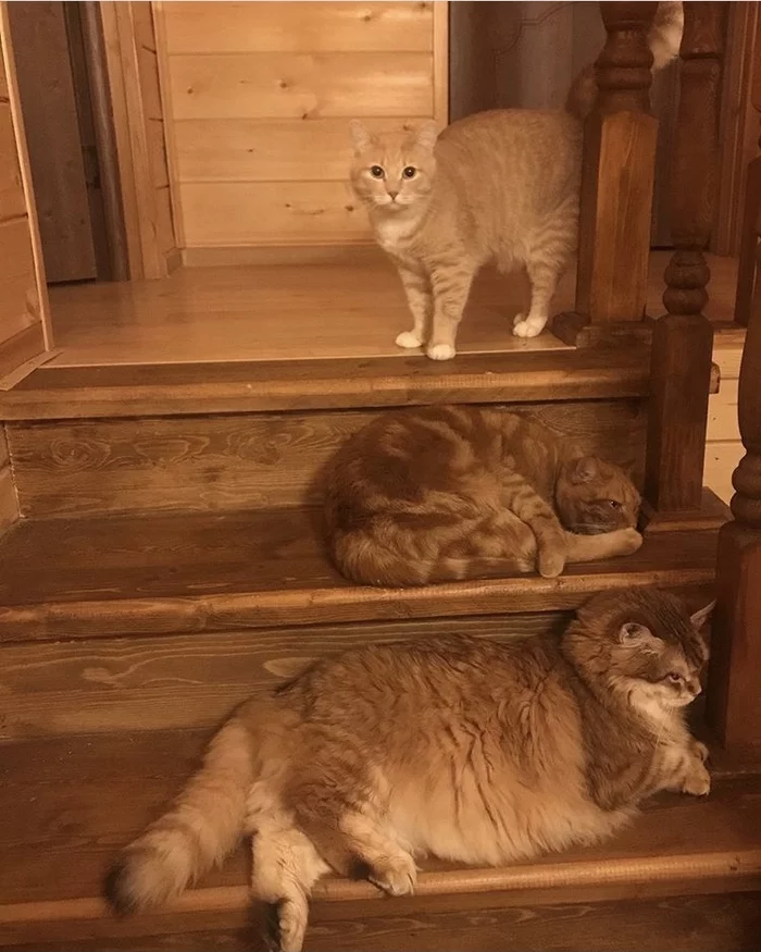 Trap cats - My, Redheads, cat, Camouflage