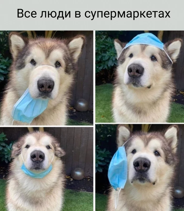 About mask mode - Humor, Picture with text, Dog, Coronavirus, Medical masks, Mask mode