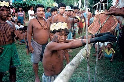 Monstrous rite of passage - Bullet Ant, Rite, Initiation, Traditions, Pain, Indians, Amazon, Video, Longpost