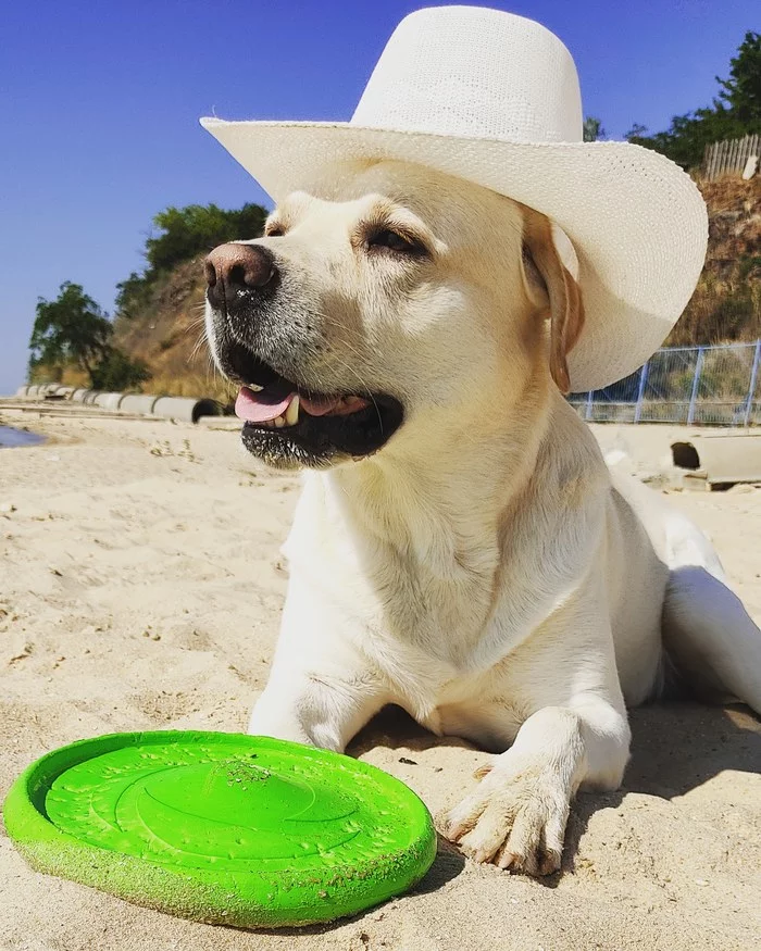 Tourist - My, Labrador, Dog, Friend, Sea, Relaxation