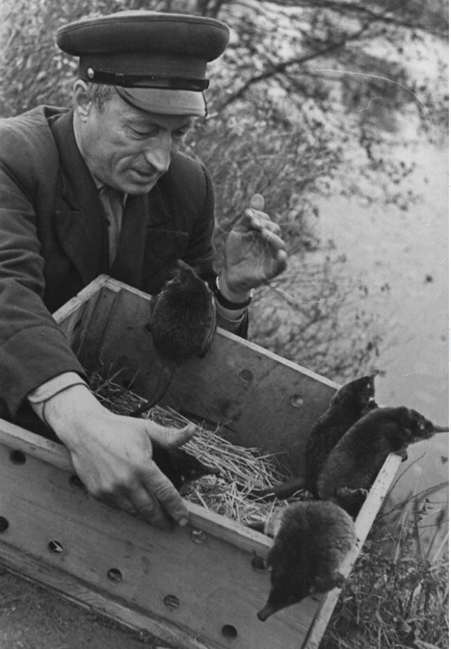 Muskrat - Old photo, the USSR, Animals, Muskrat