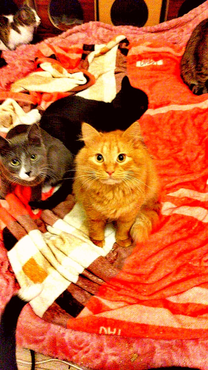 ������ ������