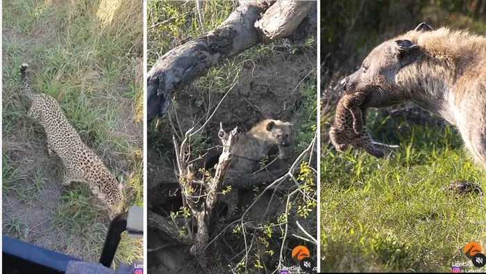 A hyena dragged a leopard kitten from its den in front of its mother and tourists - Hyena, Spotted Hyena, Leopard, Big cats, Africa, Kruger National Park, Wild animals, Animals, Young