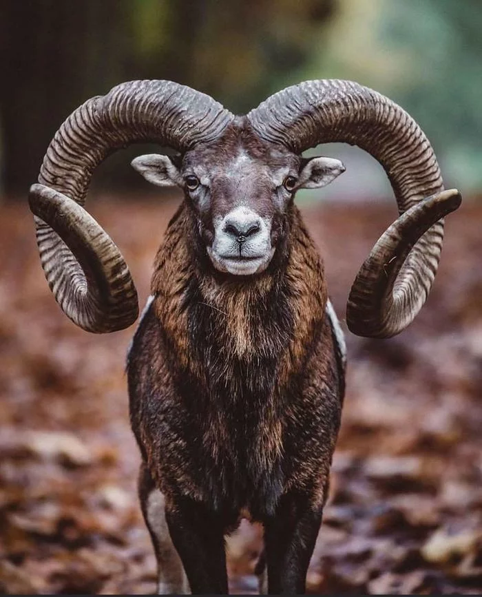 Mouflon. To all mouflons mouflon - Mouflon, Animals, The photo