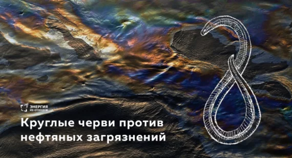 Kazan scientists taught worms to eat oil - Ecology, Worm, Biology, The science, Kazan, Tatarstan, Scientists