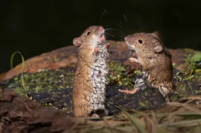 In the ring - Mouse, Rodents, Wild animals, Forest, Fight, The national geographic, The photo, wildlife