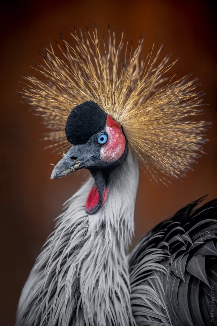 Crowned Crane - Birds, Crowned crane, Cranes, Ornithology League