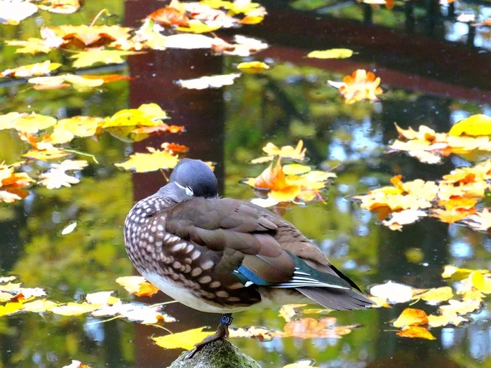 Ducks of the Polish Royal Park in its Chinese corner - My, Wild ducks, The park, Poland, Nature, wildlife, Lake, Picturesque, Atmospheric, atmospheric place, The photo, Photographer, Longpost, Autumn, Autumn leaves