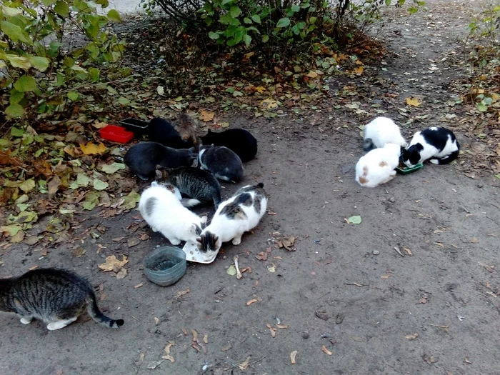 Cats of Voronezh in search of a home! - My, Voronezh, cat, Homeless animals, Longpost