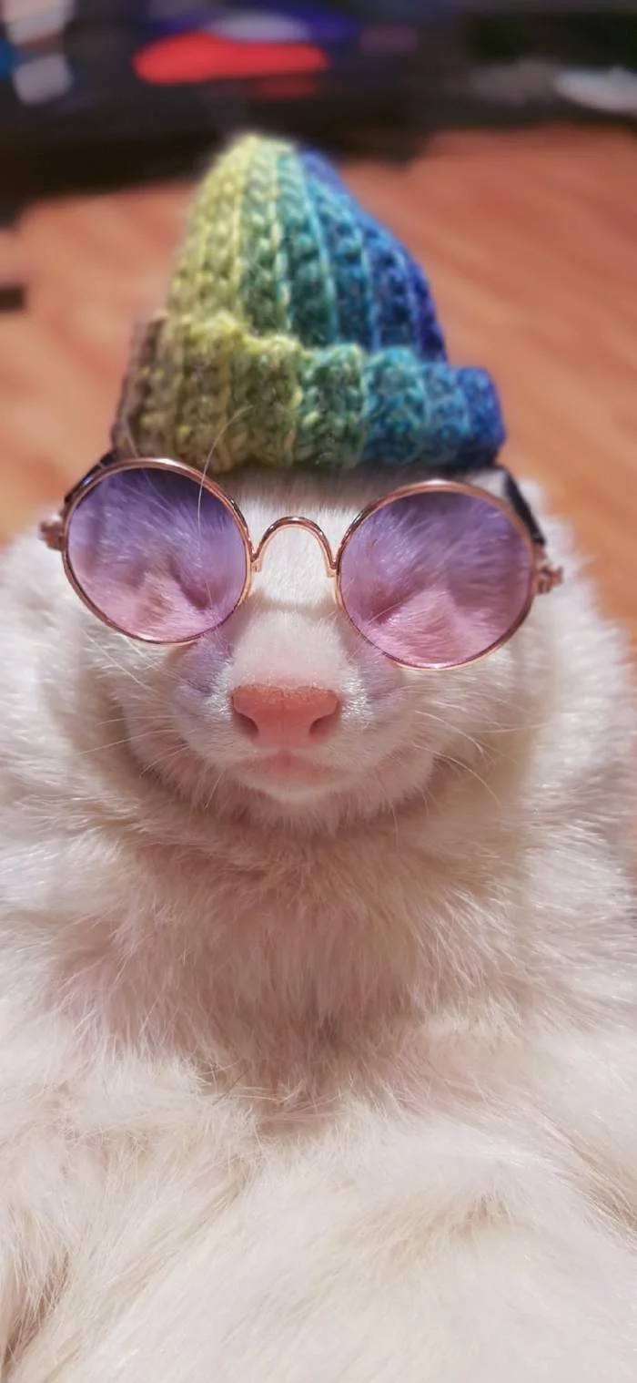 Fashionista - My, Ferret, Albino, Pets, Crochet, Milota, Longpost, Needlework without process