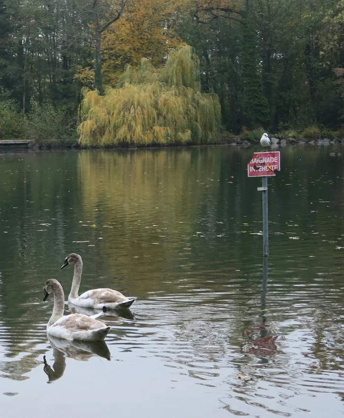 When you can't swim, but you're so daring... - My, France, Strasbourg, Autumn