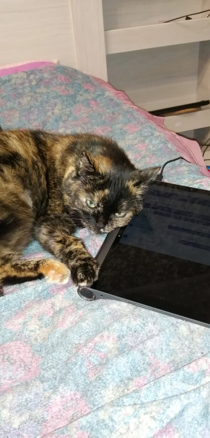 It looks like the new tablet was not bought for the owner. - My, cat, Tablet, Squeezed out, Tag