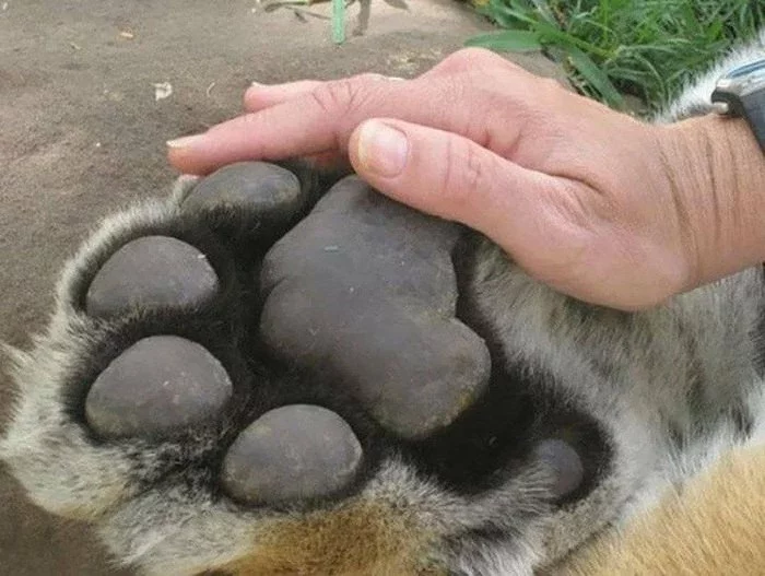 Everything is relative. Tiger paw and human palm - Tiger, Palm, Paws, Comparison, Hand, The photo, Big cats, Cat pads, , Cat family, Wild animals