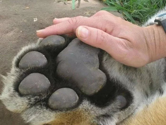 Everything is relative. Tiger paw and human palm - Tiger, Palm, Paws, Comparison, Hand, The photo, Big cats, Cat pads, Cat family, Wild animals