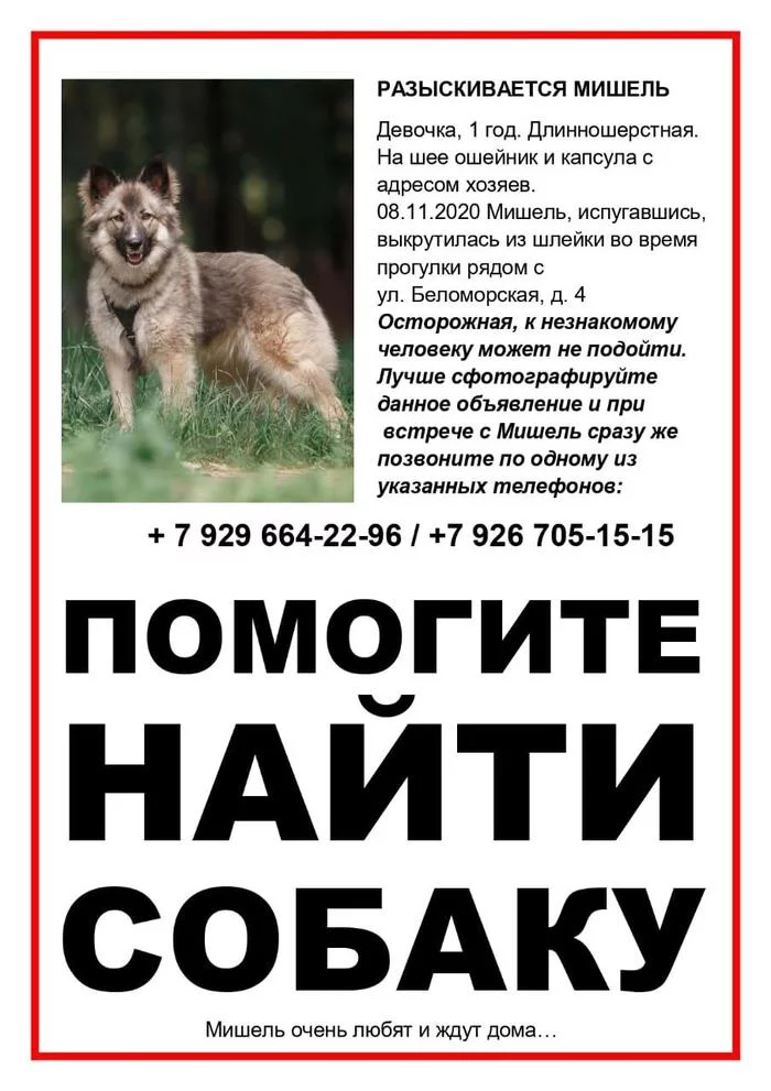 The dog is missing. Moscow, area st. m. Rechnoy Vokzal, Belomorskaya - My, Dog, The dog is missing, Moscow, River Station, Pets, Lost, A loss, The missing, No rating, Longpost