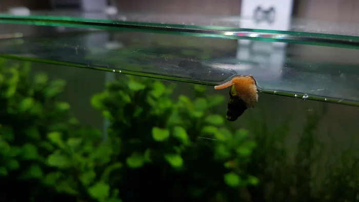 snail - My, Helena, Snail, Aquarium, Aquarium