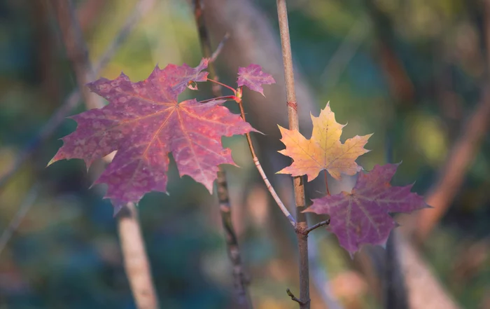 The winter is coming - My, The photo, Beginning photographer, Autumn, River, Longpost