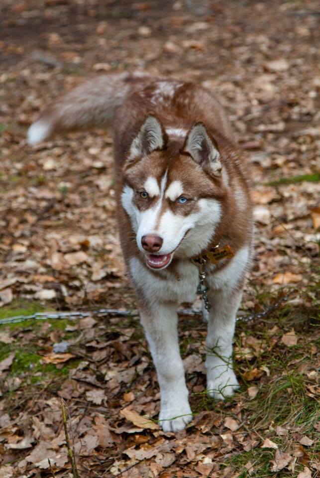 Fedya - My, Husky, Dog, Longpost